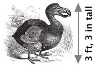 Dodo Bird Vital Stats